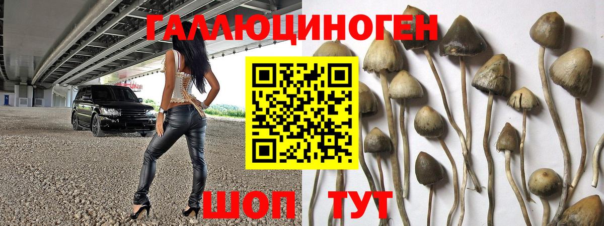 Галлюциногенные грибы Psilocybe  Вход с VPN  Кулебаки 